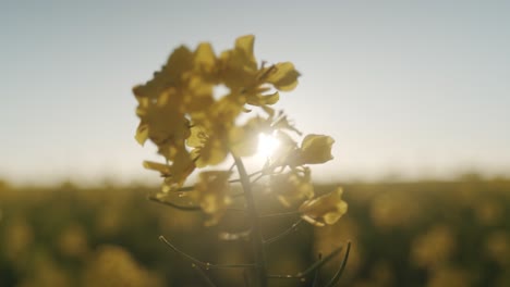 Canola Oilseed Rape Flower waving in the wind during beautiful sunset in background.Close Up shot.