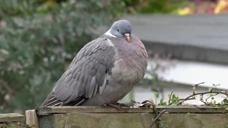 wood pigeon, columba palumbus, perched on garden fence