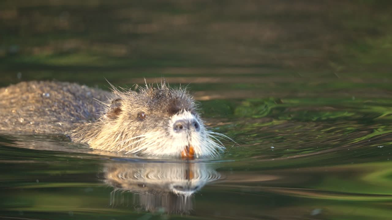 Tracking shot of swimming young Myocastor Coypus in natural pond during sunlight