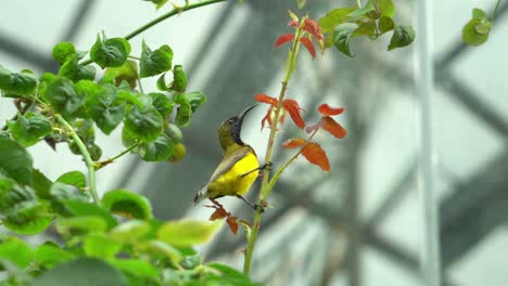 Songbird-flying-around-the-gardens-by-the-bay-in-Singapore-Part-2