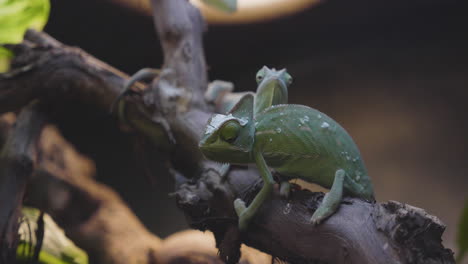 two veiled chameleons in their terrarium standing on a branch in slow motion