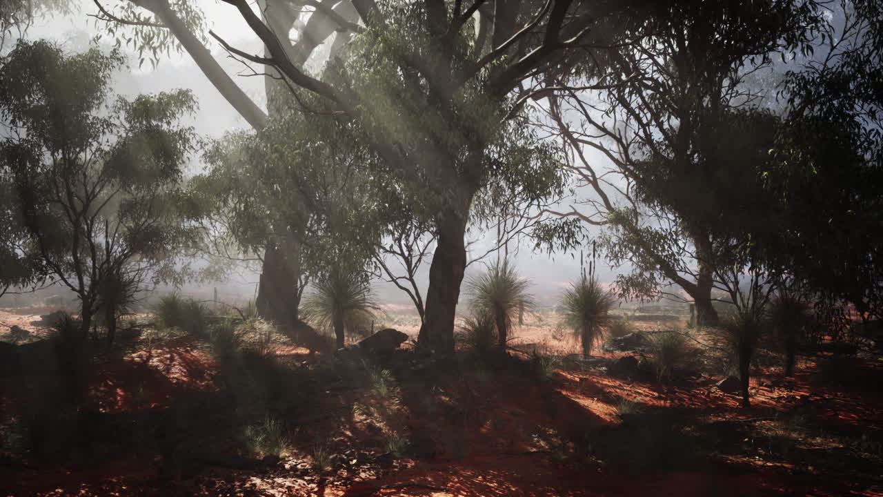 la luz del sol brillando a través de los árboles en un bosque de niebla