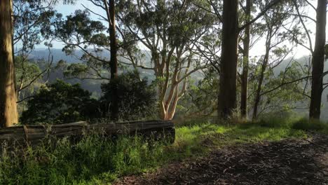 pov walk in green national park of otway with sunlight behind mountains