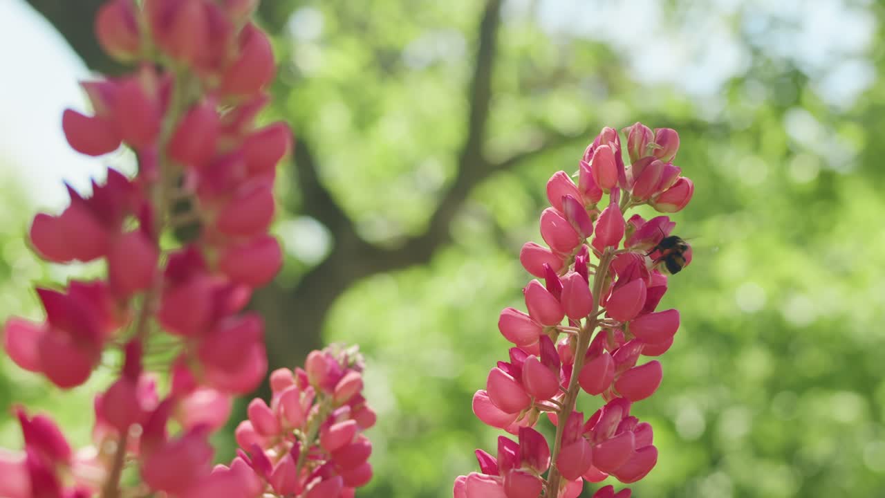 Honeybee in slow motion collecting honey from a Lupin in full bloom. Warm vibrant lush summer garden feel