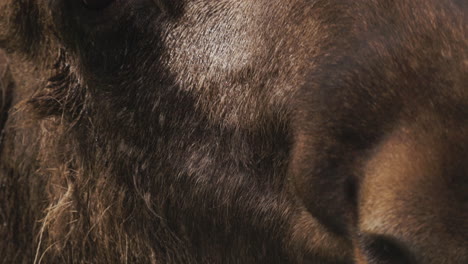 extreme-close-up-of-a-moose-chewing-food,-in-slowmotion