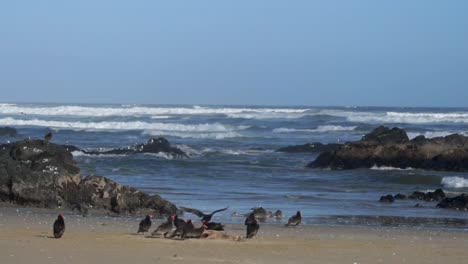 Das-Bild-Zeigt-Eine-Gruppe-Von-Vögeln-Der-Rotkopfgeierart,-Die-Die-überreste-Eines-Seelöwen-Vor-Dem-Strand-In-Einem-Küstengebiet-Im-Norden-Chiles-Fressen