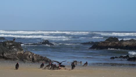 the image shows a group of birds of the red-headed vulture species eating the remains of a sea lion in front of the beach in a coastal area in northern chile