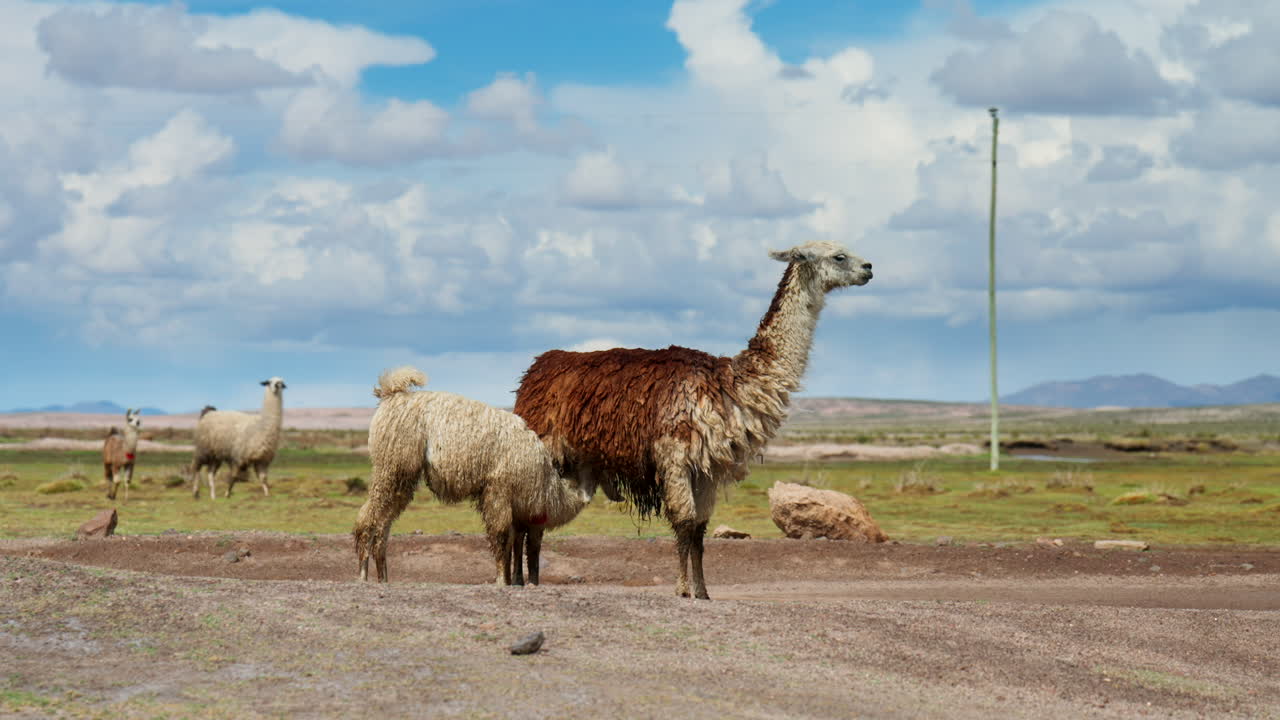 Llamas roaming the Siloli Desert in Bolivia, South America, surrounded by mountains and arid plains under bright daylight and wide blue skies