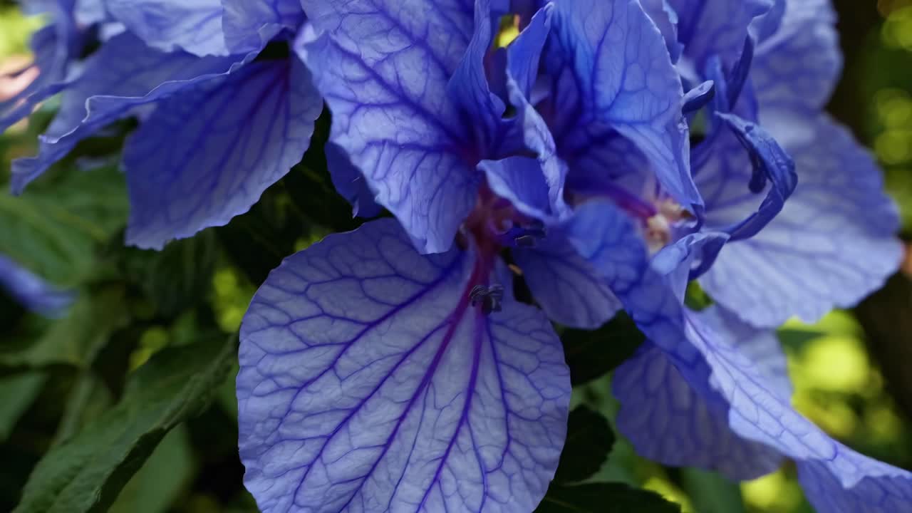 Vídeo em close-up de flores azuis vibrantes em um jardim, capturado de um ângulo baixo.