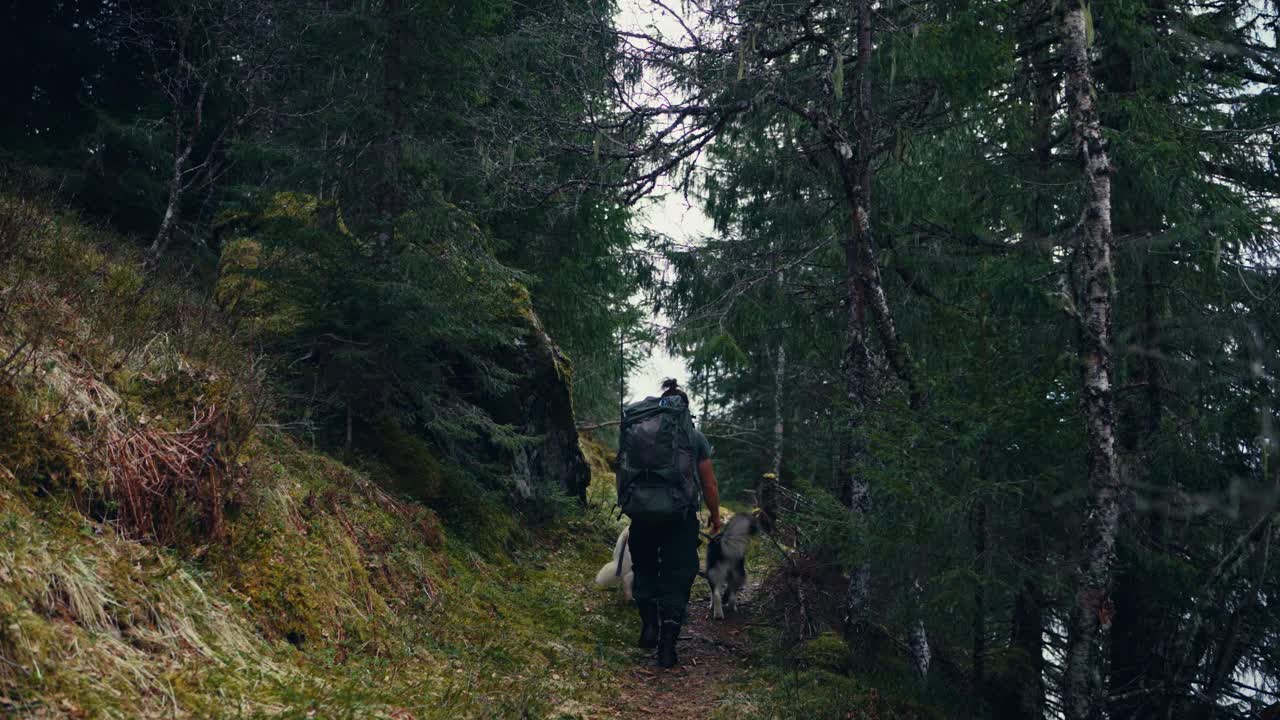 Backpacker Man Traveling With A Couple Of Alaskan Malamute Dogs In The Forest Trails. Static Shot