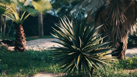 tropical palms and plants at sunny day
