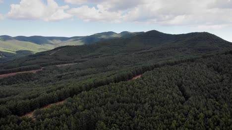 drone video ascending over green dense forest cloudy summer day