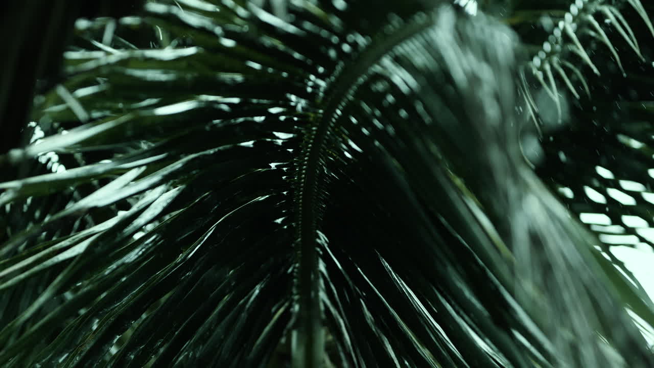 Palm Leaves in the Rain