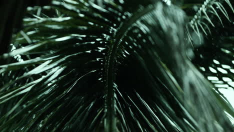 palm leaves in the rain