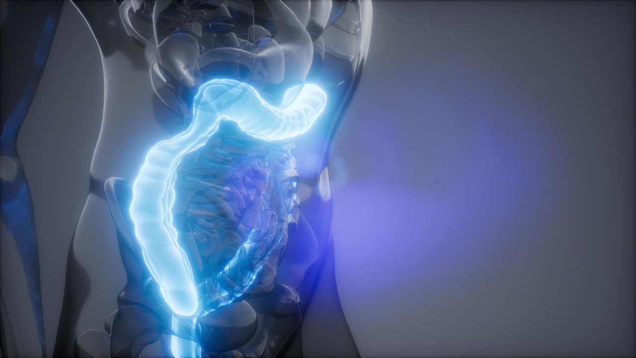 examen de radiología del colon humano