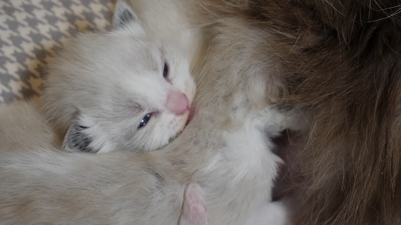 cuddling- ragdoll gattino appena nato cuddling l'un l'altro