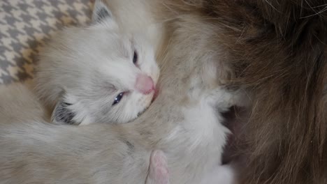 cuddling--ragdoll-new-born-kitten-cuddling-each-other