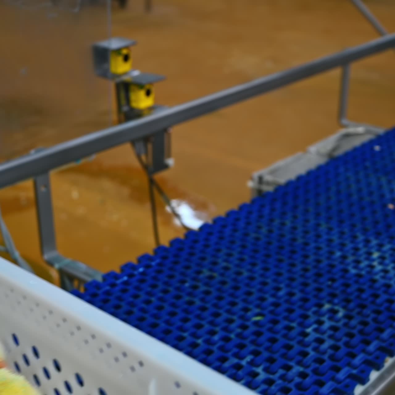 Many newborn yellow chickens in a plastic drawer on a poultry farm at the conveyer. Chicken production concept
