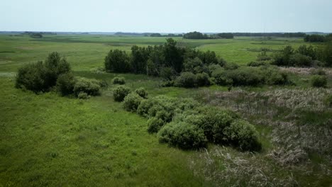 Low-Altitude-Drone-Flies-Surveying-a-Summertime-Grassy-Boreal-Forest-Riparian-Water-Island-Wetland-Grassland-on-Outdoor-Nature-Lake-Habitat-Farmland-Field-Crop-Park-landscape-in-Manitoba-Canadian