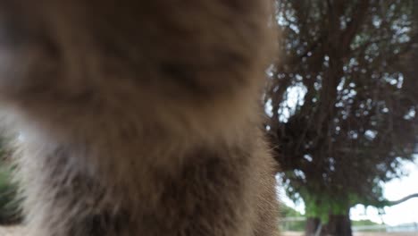 quokka inquisitivo se inclina hacia adelante y olfatea la cámara