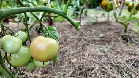 vegetable ripening green