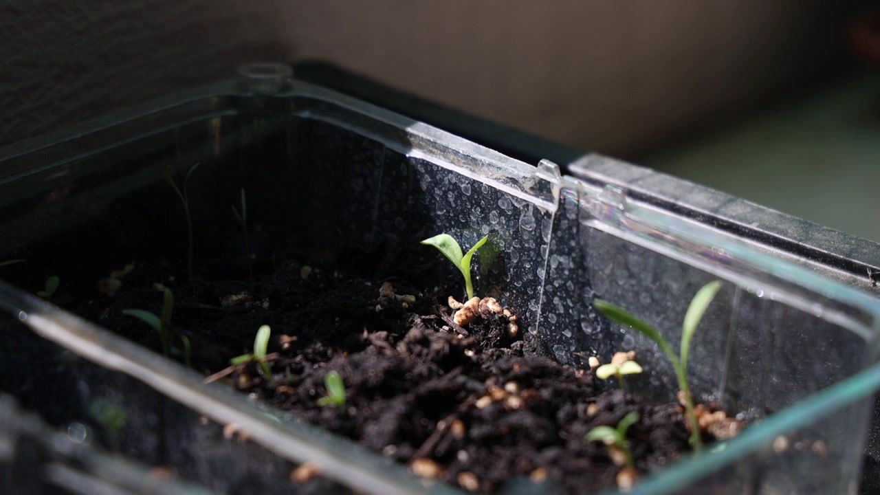 Piccoli germogli di piante verdi che crescono in un punto soleggiato in un contenitore trasparente