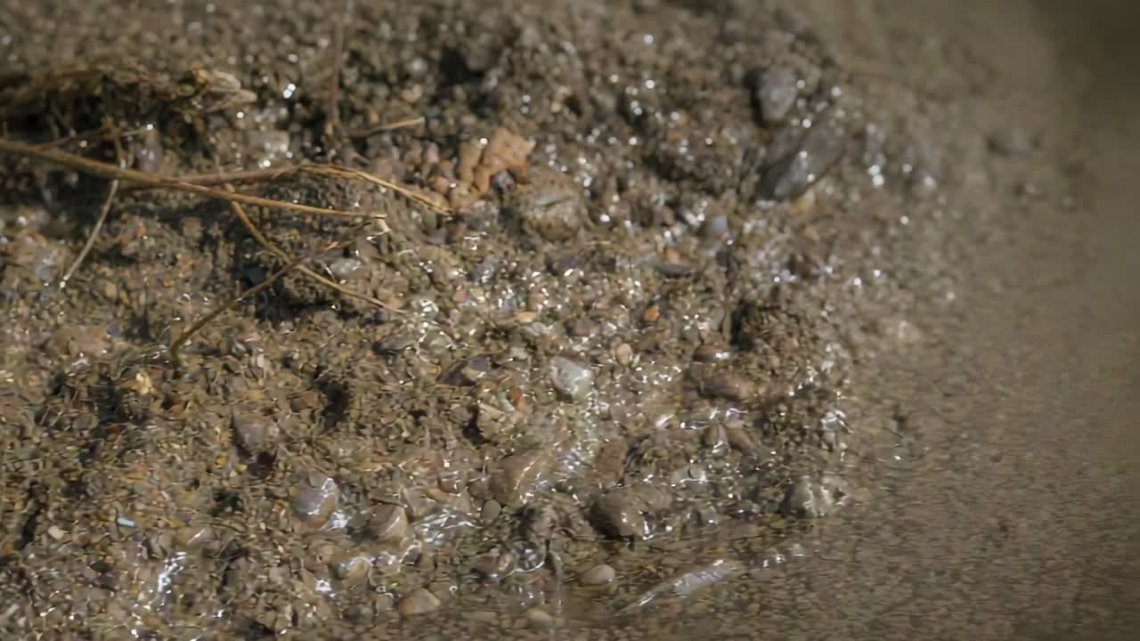 L'acqua bassa avanza, levigando la riva fangosa e ghiaiosa del ruscello, spostando ciottoli e steli.