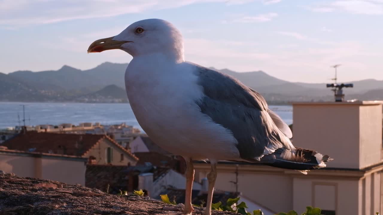 Primo piano di un gabbiano su un albero, vicino alla costa a Cannes, in Francia