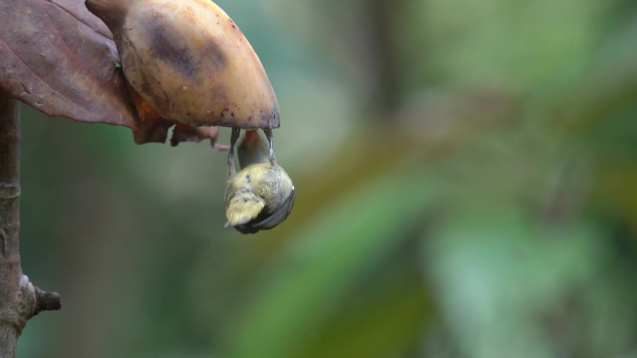 pájaro pico de flor de vientre naranja comiendo fruta