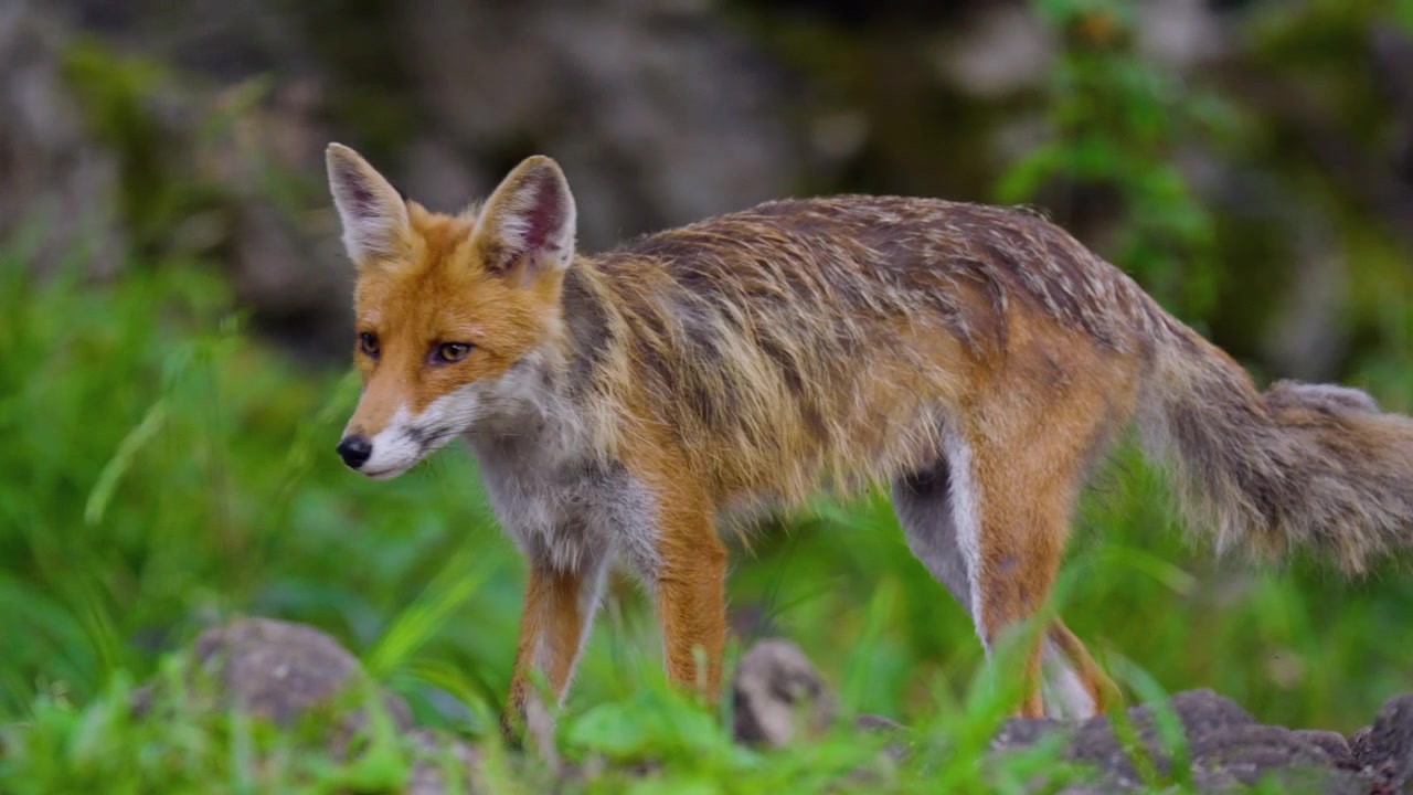 Un zorro busca comida en su hábitat forestal en Croacia - primer plano