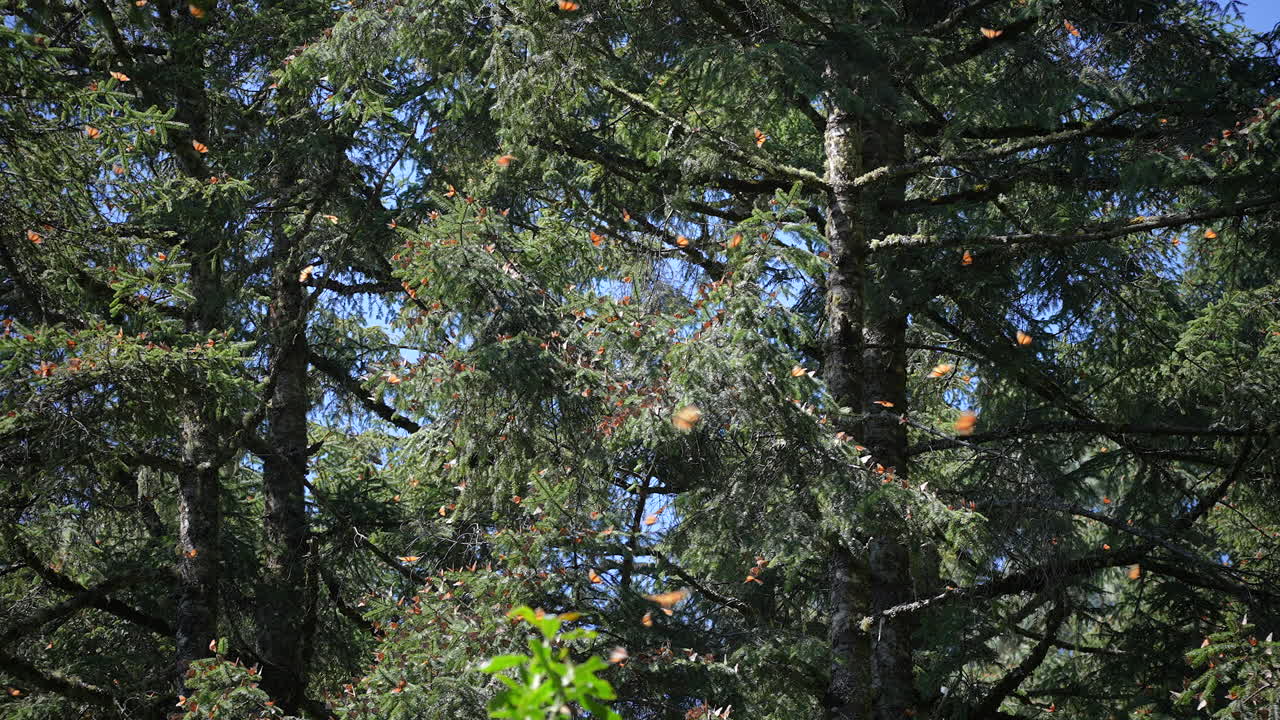 Monarch butterflies cover the tree branches in a forest in Valle de Bravo, Mexico
