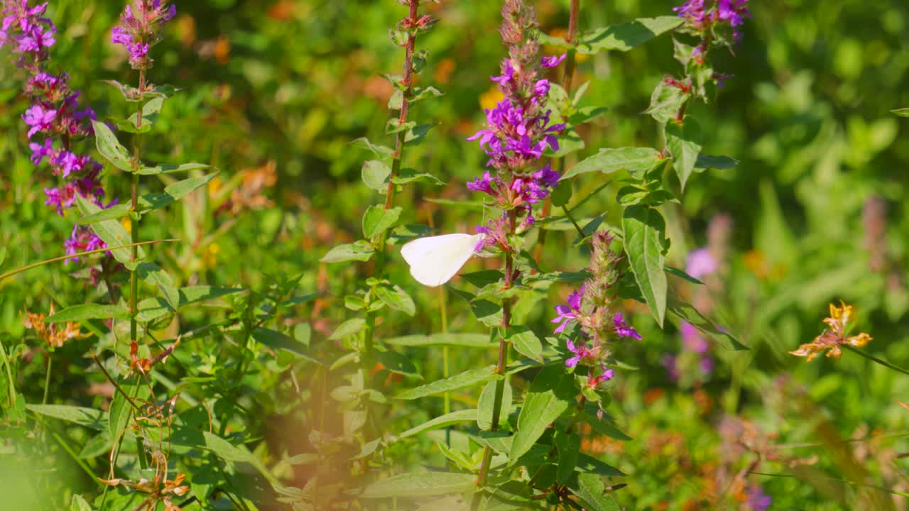 White Butterfly on Purple Loosestrife Flowers