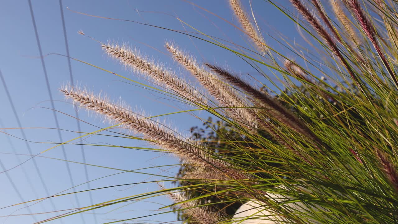 la hierba se balancea suavemente bajo un cielo despejado