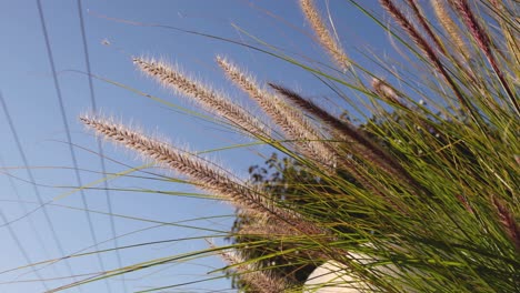 la hierba se balancea suavemente bajo un cielo despejado