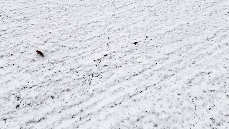 el zorro salvaje vaga por el paisaje invernal cubierto de nieve caza, visión aérea