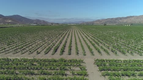 toma aérea de un gran viñedo en el valle de guadalupe baja california