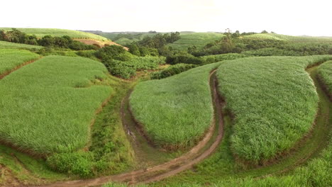 Aerial-drone-flyover-sugar-cane-fields-and-banana-plantations