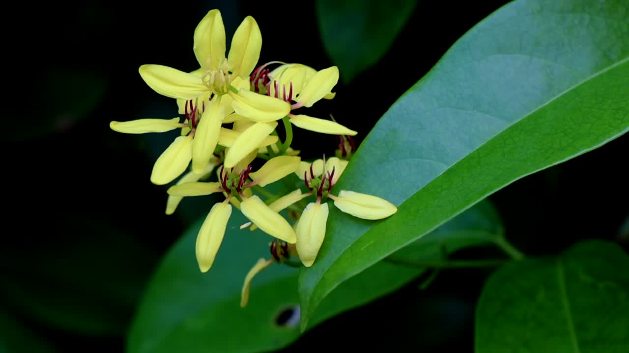 hermosa flor amarilla con hojas verdes de fondo bailando en la suave brisa