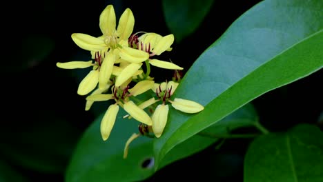 beautiful yellow flower with green leaves background dancing in gentle breeze