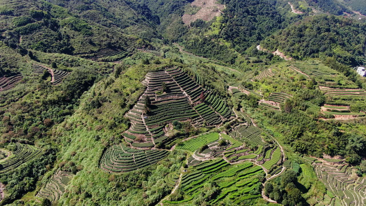 impresionante vista aérea de una plantación de té en las colinas