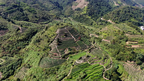 impresionante vista aérea de una plantación de té en las colinas