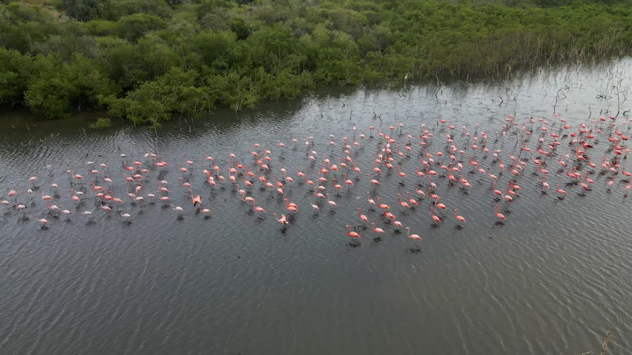 drone haciendo una toma de órbita revelando esta bandada de flamenco caribeño o flamenco americano moviéndose hacia la izquierda siguiendo este cuerpo de agua, phoenicopterus ruber, isla margarita, venezuela