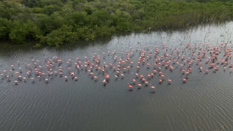 Drone-making-an-orbit-shot-revealing-this-flock-of-Caribbean-Flamingo-or-American-Flamingo-moving-to-the-left-following-this-body-of-water,-Phoenicopterus-ruber,-Margarita-Island,-Venezuela