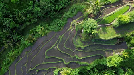 Drone-rising-revealing-patterns-of-rice-terraces