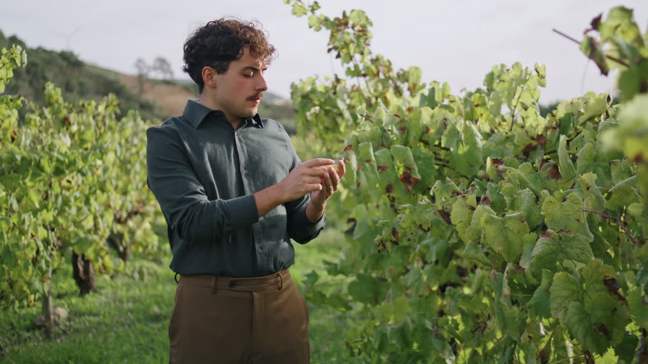 Agricultor provando uvas maduras na plantação. Viticultor colhendo cacho de uvas.