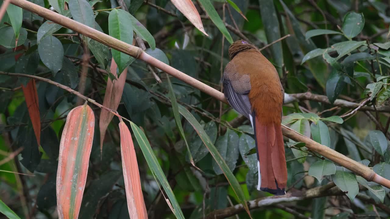 con la espalda hacia la cámara, una hembra de cabello rojo trogon harpactes erythrocephalus está encaramada en una pequeña ramita de bambú, mientras busca una posible presa dentro del parque nacional de khao yai, tailandia