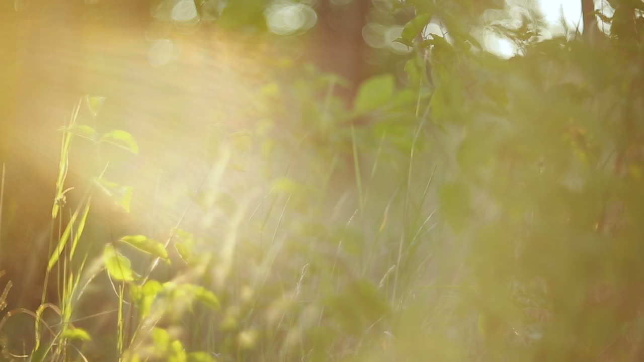 Wiesengras-Natur. Schöne Natur mit grünem Gras und Sonnenlicht.
