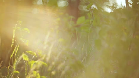 meadow grass nature. beautiful nature with green grass and sunlight