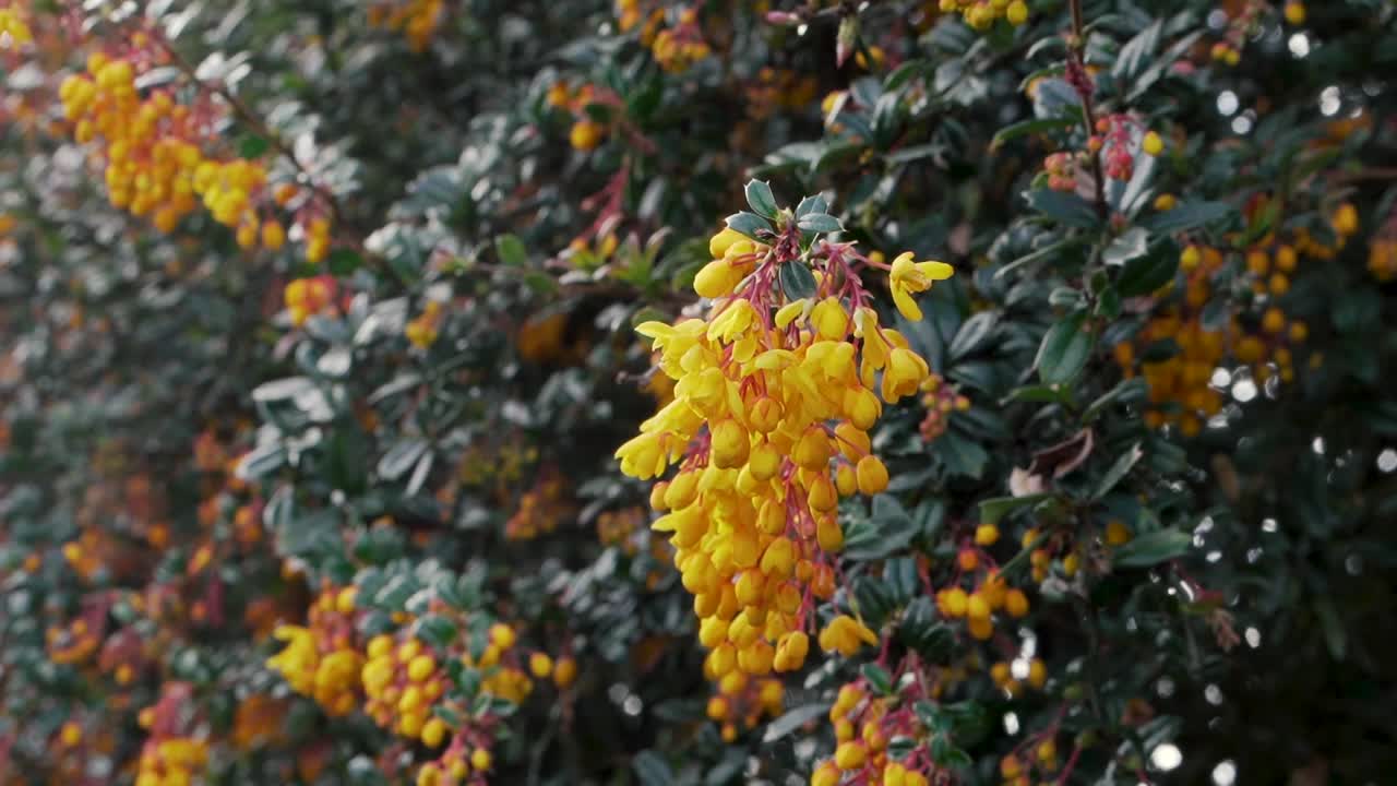 정원 지역의 큰 식물에 있는 오렌지 열매