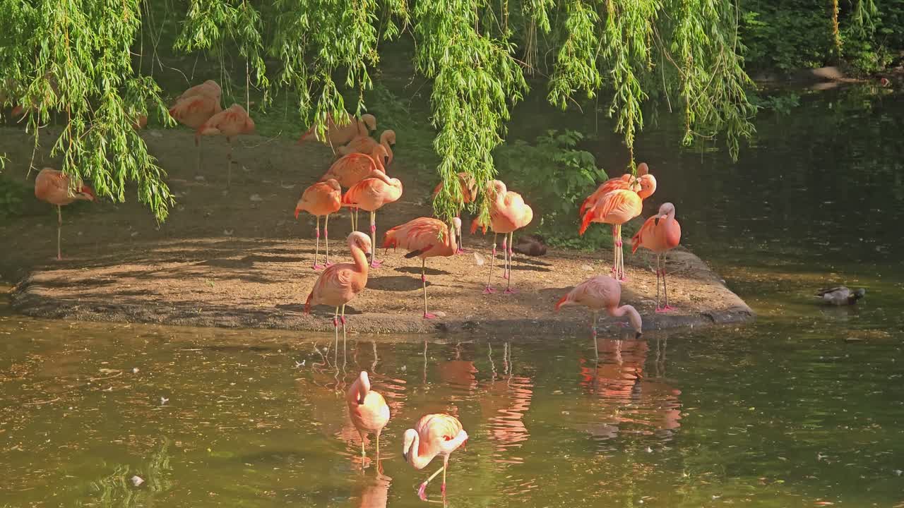 Group of flamingos (Phoenicopterus) on a rocky outcrop by the water under a weeping willow